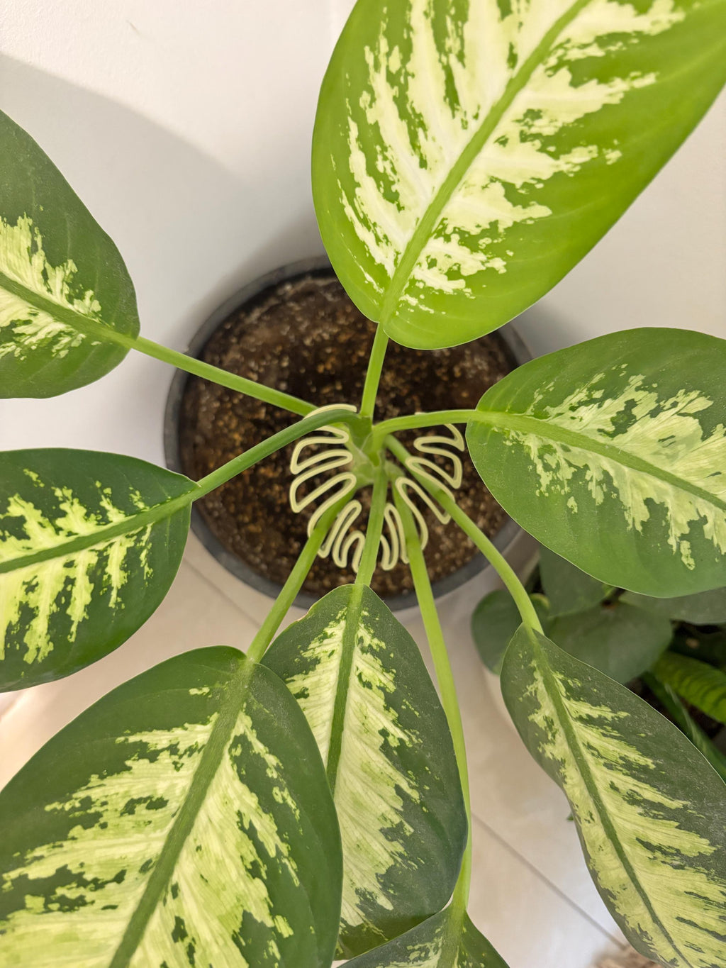 Monstera Leaf Plant Stem Holder: 3D Printed Houseplant Support - Set of 2