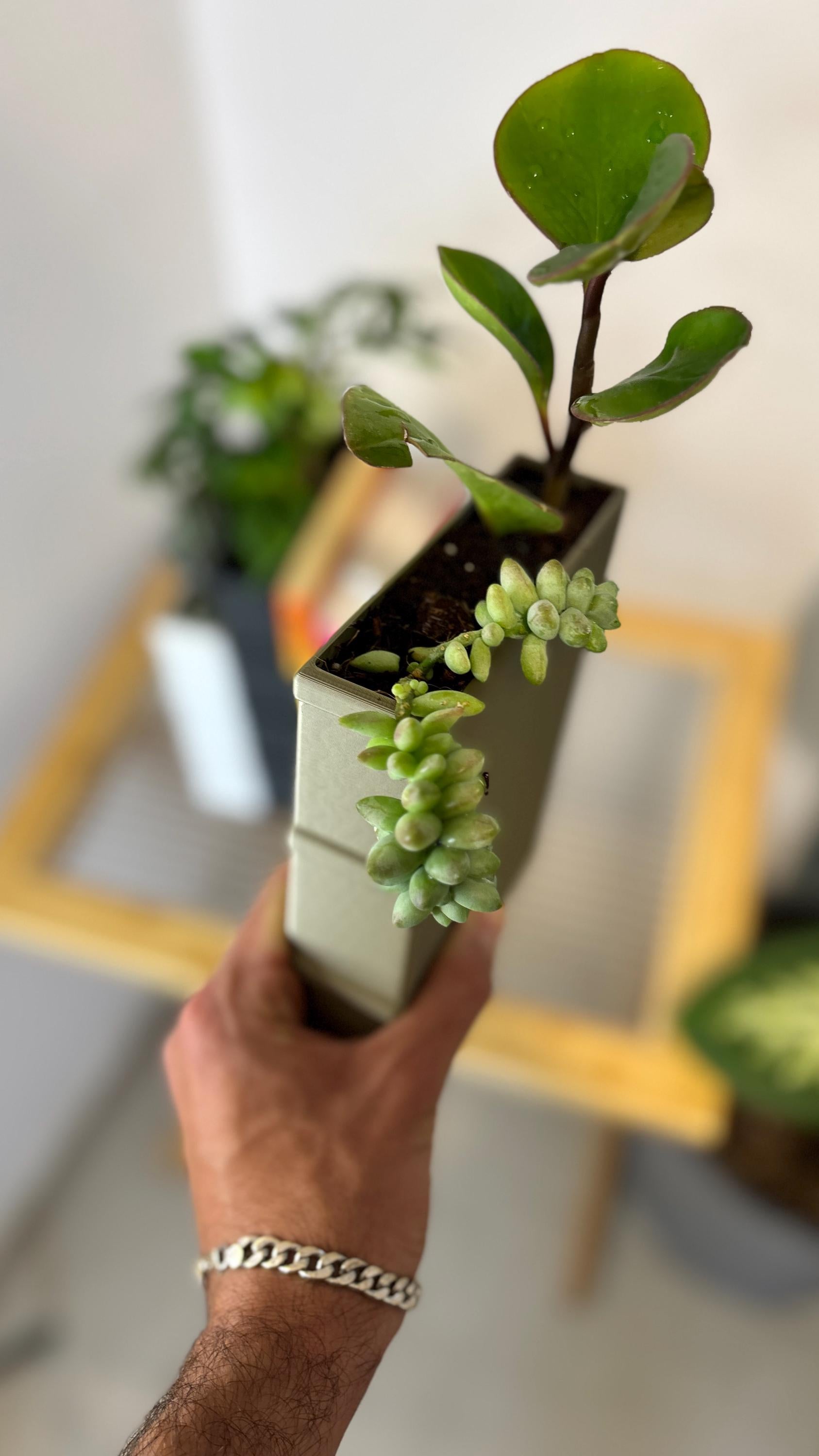 Bookend Planter Set – 3D Printed Book-Shaped Planters with Water Reservoir